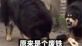 老年人搞笑视频吃瓜,老年人搞笑视频，吃瓜群众笑翻天