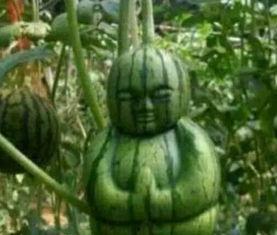 江门阳江吃瓜事件真相视频,揭秘真相背后的惊人内幕