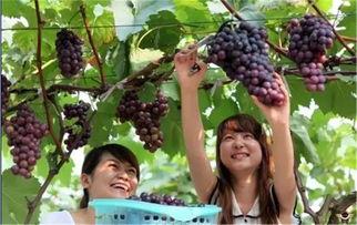 名侦探葡萄吃瓜视频下载,揭秘神秘事件背后的真相