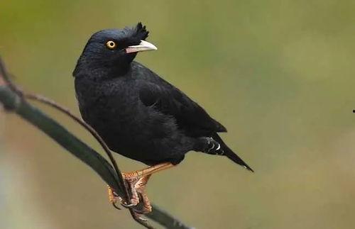 八哥爆料吃瓜视频,揭秘吃瓜视频背后的惊人真相