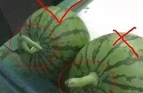 西瓜视频一瓜二吃一瓜,西瓜视频的创意美食挑战