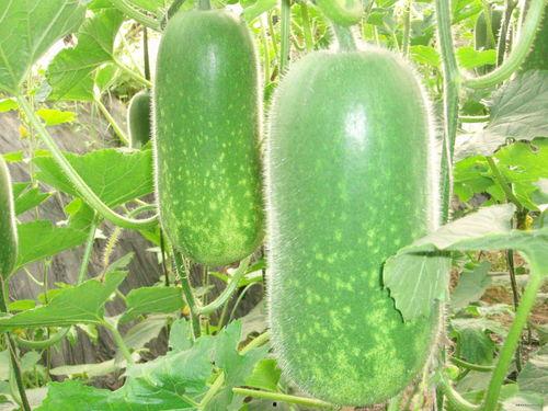 江苏学姐吃瓜视频大全集,揭秘校园生活趣味瞬间